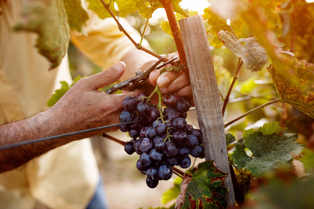 Metodo tradizionale raccolta uve